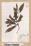 Machilus psendolongifolia Hayata 