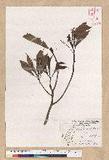 Machilus psendolongifolia Hayata 