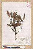 Machilus psendolongifolia Hayata 