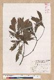 Machilus psendolongifolia Hayata 