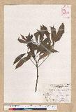 Machilus psendolongifolia Hayata 