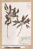 Machilus psendolongifolia Hayata 