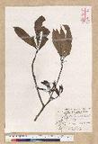 Machilus psendolongifolia Hayata 
