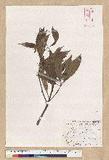 Machilus psendolongifolia Hayata 