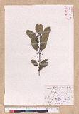 Cinnamomum japonicum Sieb. ex Nees 饻
