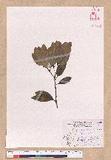 Cinnamomum japonicum Sieb. ex Nees 饻