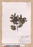 Cinnamomum japonicum Sieb. ex Nees 饻