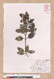 Cinnamomum japonicum Sieb. ex Nees 饻