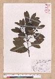 Cinnamomum japonicum Sieb. ex Nees 饻