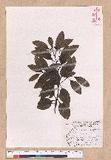 Cinnamomum japonicum Sieb. ex Nees 饻