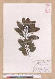 Cinnamomum japonicum Sieb. ex Nees 饻