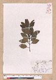 Cinnamomum japonicum Sieb. ex Nees 饻