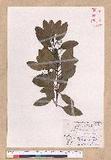 Cinnamomum japonicum Sieb. ex Nees 饻