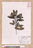 Cinnamomum japonicum Sieb. ex Nees 饻