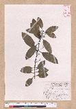 Cinnamomum japonicum Sieb. ex Nees 饻