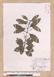 Cinnamomum japonicum Sieb. ex Nees 饻