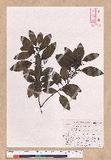 Cinnamomum japonicum Sieb. ex Nees 饻