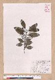 Cinnamomum japonicum Sieb. ex Nees 饻