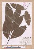 Cinnamomum austrosinense H. T. Chang dۥ