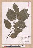 Cinnamomum kotoense Kanehira & Sasaki ׮