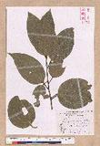 Cinnamomum kotoense Kanehira & Sasaki ׮