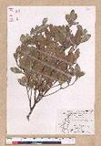 Cinnamomum reticulatum Hayata g
