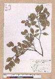 Cinnamomum reticulatum Hayata g