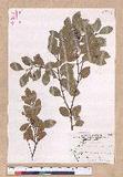 Cinnamomum reticulatum Hayata g