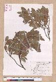 Cinnamomum reticulatum Hayata g