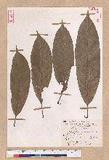 Pasania harlandii (Hance) Oersted u_
