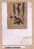 Pasania harlandii (Hance) Oersted u_