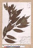 Cinnamomum macrostemon Hayata J׮