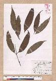 Cinnamomum macrostemon Hayata J׮