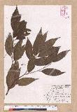Cinnamomum insulari-montanum Hayata s׮(xW׮)