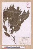 Cinnamomum insulari-montanum Hayata s׮(xW׮)