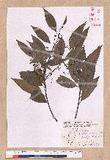 Cinnamomum insulari-montanum Hayata s׮(xW׮)