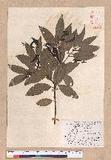 Cinnamomum macrostemon Hayata J׮
