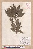 Cinnamomum macrostemon Hayata J׮
