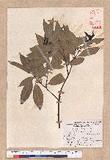 Cinnamomum macrostemon Hayata J׮