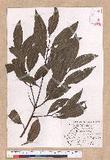 Cinnamomum macrostemon Hayata J׮