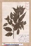 Cinnamomum macrostemon Hayata J׮