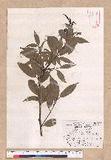 Cinnamomum macrostemon Hayata J׮
