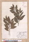Cinnamomum macrostemon Hayata J׮