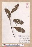 Cinnamomum macrostemon Hayata J׮