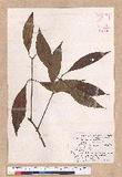 Cinnamomum macrostemon Hayata J׮