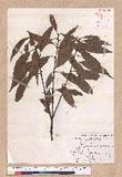 Cinnamomum macrostemon Hayata J׮