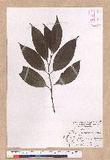 Cinnamomum macrostemon Hayata J׮