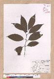 Cinnamomum macrostemon Hayata J׮