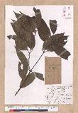 Cinnamomum macrostemon Hayata J׮