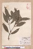 Cinnamomum macrostemon Hayata J׮